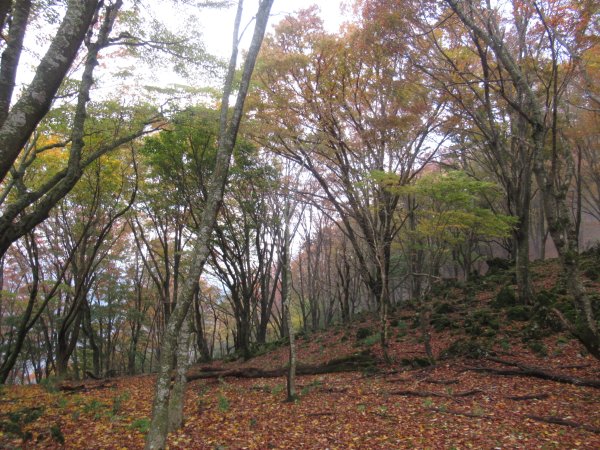 登山道